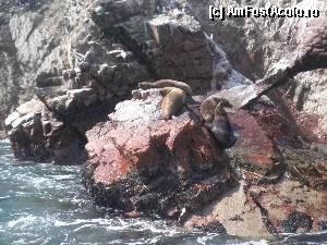 [P41] si noi incercam sa ramanem, la soare pe aceste stanci » foto by grecudoina
 - 
<span class="allrVoted glyphicon glyphicon-heart hidden" id="av398986"></span>
<a class="m-l-10 hidden" id="sv398986" onclick="voting_Foto_DelVot(,398986,22927)" role="button">șterge vot <span class="glyphicon glyphicon-remove"></span></a>
<a id="v9398986" class=" c-red"  onclick="voting_Foto_SetVot(398986)" role="button"><span class="glyphicon glyphicon-heart-empty"></span> <b>LIKE</b> = Votează poza</a> <img class="hidden"  id="f398986W9" src="/imagini/loader.gif" border="0" /><span class="AjErrMes hidden" id="e398986ErM"></span>