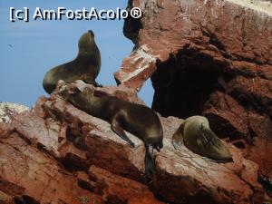 [P01] lei de mare in bataia soarelui » foto by buterfly*
 - 
<span class="allrVoted glyphicon glyphicon-heart hidden" id="av813579"></span>
<a class="m-l-10 hidden" id="sv813579" onclick="voting_Foto_DelVot(,813579,22927)" role="button">șterge vot <span class="glyphicon glyphicon-remove"></span></a>
<a id="v9813579" class=" c-red"  onclick="voting_Foto_SetVot(813579)" role="button"><span class="glyphicon glyphicon-heart-empty"></span> <b>LIKE</b> = Votează poza</a> <img class="hidden"  id="f813579W9" src="/imagini/loader.gif" border="0" /><span class="AjErrMes hidden" id="e813579ErM"></span>
