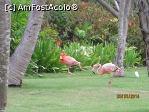 P26 [OCT-2015] Un vis împlinit - Republica Dominicană - cu flamingo la plimbare