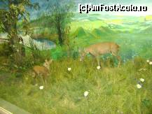 [P12] Muzeul de Stiintele Naturii Tg. Mures - diorama » foto by biancuta
 - 
<span class="allrVoted glyphicon glyphicon-heart hidden" id="av165202"></span>
<a class="m-l-10 hidden" id="sv165202" onclick="voting_Foto_DelVot(,165202,23588)" role="button">șterge vot <span class="glyphicon glyphicon-remove"></span></a>
<a id="v9165202" class=" c-red"  onclick="voting_Foto_SetVot(165202)" role="button"><span class="glyphicon glyphicon-heart-empty"></span> <b>LIKE</b> = Votează poza</a> <img class="hidden"  id="f165202W9" src="/imagini/loader.gif" border="0" /><span class="AjErrMes hidden" id="e165202ErM"></span>