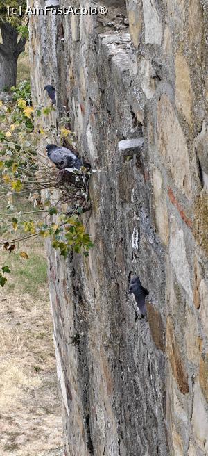 [P20] „Locuitori” ai cetății. » foto by tata123 🔱
 - 
<span class="allrVoted glyphicon glyphicon-heart hidden" id="av1545491"></span>
<a class="m-l-10 hidden" id="sv1545491" onclick="voting_Foto_DelVot(,1545491,23694)" role="button">șterge vot <span class="glyphicon glyphicon-remove"></span></a>
<a id="v91545491" class=" c-red"  onclick="voting_Foto_SetVot(1545491)" role="button"><span class="glyphicon glyphicon-heart-empty"></span> <b>LIKE</b> = Votează poza</a> <img class="hidden"  id="f1545491W9" src="/imagini/loader.gif" border="0" /><span class="AjErrMes hidden" id="e1545491ErM"></span>
