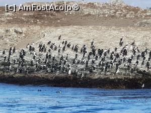 P23 [SEP-2018] o colonie de cormorani