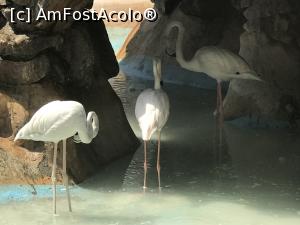 P13 [SEP-2018] Hurghada Grand Aquarium - păsări flamingo