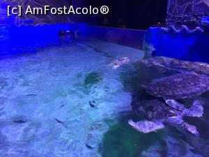 P24 [SEP-2018] Hurghada Grand Aquarium - ţestoase