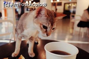 [P20] Cat Cafè. Un liscio?!  » foto by hugovictor <span class="label label-default labelC_thin small">NEVOTABILĂ</span>