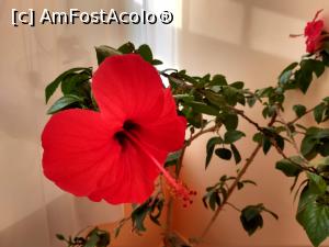 [P20] Flori din interiorul hotelului » foto by Sebastian TM
 - 
<span class="allrVoted glyphicon glyphicon-heart hidden" id="av1097751"></span>
<a class="m-l-10 hidden" id="sv1097751" onclick="voting_Foto_DelVot(,1097751,25559)" role="button">șterge vot <span class="glyphicon glyphicon-remove"></span></a>
<a id="v91097751" class=" c-red"  onclick="voting_Foto_SetVot(1097751)" role="button"><span class="glyphicon glyphicon-heart-empty"></span> <b>LIKE</b> = Votează poza</a> <img class="hidden"  id="f1097751W9" src="/imagini/loader.gif" border="0" /><span class="AjErrMes hidden" id="e1097751ErM"></span>