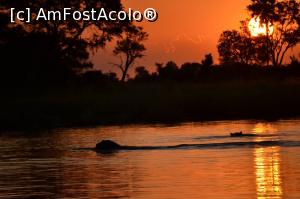 [P07] Hipopotami la apus de soare în Botswana.  » foto by TraianS
 - 
<span class="allrVoted glyphicon glyphicon-heart hidden" id="av1112503"></span>
<a class="m-l-10 hidden" id="sv1112503" onclick="voting_Foto_DelVot(,1112503,25754)" role="button">șterge vot <span class="glyphicon glyphicon-remove"></span></a>
<a id="v91112503" class=" c-red"  onclick="voting_Foto_SetVot(1112503)" role="button"><span class="glyphicon glyphicon-heart-empty"></span> <b>LIKE</b> = Votează poza</a> <img class="hidden"  id="f1112503W9" src="/imagini/loader.gif" border="0" /><span class="AjErrMes hidden" id="e1112503ErM"></span>