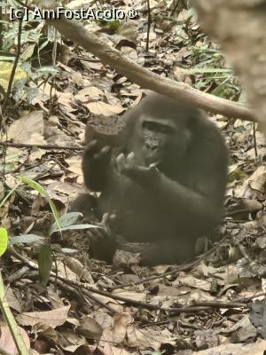 P20 [MAR-2024] gorilă de câmpie