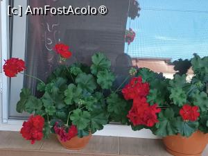 [P11] 'Cu mușcate la ferestre' » foto by laurand
 - 
<span class="allrVoted glyphicon glyphicon-heart hidden" id="av1506437"></span>
<a class="m-l-10 hidden" id="sv1506437" onclick="voting_Foto_DelVot(,1506437,26068)" role="button">șterge vot <span class="glyphicon glyphicon-remove"></span></a>
<a id="v91506437" class=" c-red"  onclick="voting_Foto_SetVot(1506437)" role="button"><span class="glyphicon glyphicon-heart-empty"></span> <b>LIKE</b> = Votează poza</a> <img class="hidden"  id="f1506437W9" src="/imagini/loader.gif" border="0" /><span class="AjErrMes hidden" id="e1506437ErM"></span>