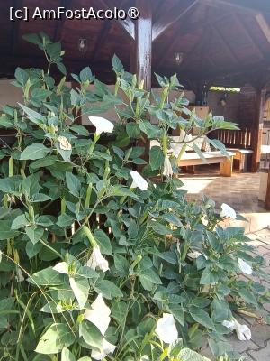 [P20] În fața foișorului rustic » foto by laurand
 - 
<span class="allrVoted glyphicon glyphicon-heart hidden" id="av1506446"></span>
<a class="m-l-10 hidden" id="sv1506446" onclick="voting_Foto_DelVot(,1506446,26068)" role="button">șterge vot <span class="glyphicon glyphicon-remove"></span></a>
<a id="v91506446" class=" c-red"  onclick="voting_Foto_SetVot(1506446)" role="button"><span class="glyphicon glyphicon-heart-empty"></span> <b>LIKE</b> = Votează poza</a> <img class="hidden"  id="f1506446W9" src="/imagini/loader.gif" border="0" /><span class="AjErrMes hidden" id="e1506446ErM"></span>