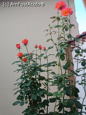 [P26] Poveștile trandafirilor » foto by laurand
 - 
<span class="allrVoted glyphicon glyphicon-heart hidden" id="av1506452"></span>
<a class="m-l-10 hidden" id="sv1506452" onclick="voting_Foto_DelVot(,1506452,26068)" role="button">șterge vot <span class="glyphicon glyphicon-remove"></span></a>
<a id="v91506452" class=" c-red"  onclick="voting_Foto_SetVot(1506452)" role="button"><span class="glyphicon glyphicon-heart-empty"></span> <b>LIKE</b> = Votează poza</a> <img class="hidden"  id="f1506452W9" src="/imagini/loader.gif" border="0" /><span class="AjErrMes hidden" id="e1506452ErM"></span>