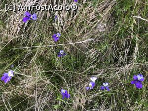 [P24] flori de munte mov » foto by Dan&Ema
 - 
<span class="allrVoted glyphicon glyphicon-heart hidden" id="av1170628"></span>
<a class="m-l-10 hidden" id="sv1170628" onclick="voting_Foto_DelVot(,1170628,26205)" role="button">șterge vot <span class="glyphicon glyphicon-remove"></span></a>
<a id="v91170628" class=" c-red"  onclick="voting_Foto_SetVot(1170628)" role="button"><span class="glyphicon glyphicon-heart-empty"></span> <b>LIKE</b> = Votează poza</a> <img class="hidden"  id="f1170628W9" src="/imagini/loader.gif" border="0" /><span class="AjErrMes hidden" id="e1170628ErM"></span>