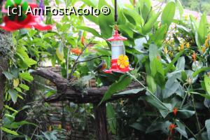 [P03] Puerto de Iguazu, Grădina Păsărilor Colibri, “hrănitoarele” pentru colibri erau bune și pentru celelalte păsări » foto by mprofeanu
 - 
<span class="allrVoted glyphicon glyphicon-heart hidden" id="av1156790"></span>
<a class="m-l-10 hidden" id="sv1156790" onclick="voting_Foto_DelVot(,1156790,26268)" role="button">șterge vot <span class="glyphicon glyphicon-remove"></span></a>
<a id="v91156790" class=" c-red"  onclick="voting_Foto_SetVot(1156790)" role="button"><span class="glyphicon glyphicon-heart-empty"></span> <b>LIKE</b> = Votează poza</a> <img class="hidden"  id="f1156790W9" src="/imagini/loader.gif" border="0" /><span class="AjErrMes hidden" id="e1156790ErM"></span>