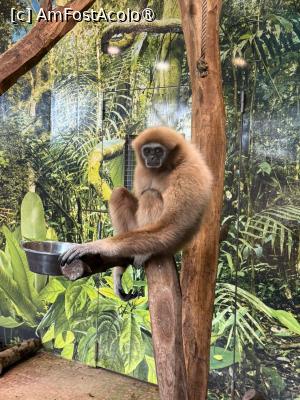 [P35] Grădina Zoologică din Salzburg » foto by adso
 - 
<span class="allrVoted glyphicon glyphicon-heart hidden" id="av1518936"></span>
<a class="m-l-10 hidden" id="sv1518936" onclick="voting_Foto_DelVot(,1518936,26283)" role="button">șterge vot <span class="glyphicon glyphicon-remove"></span></a>
<a id="v91518936" class=" c-red"  onclick="voting_Foto_SetVot(1518936)" role="button"><span class="glyphicon glyphicon-heart-empty"></span> <b>LIKE</b> = Votează poza</a> <img class="hidden"  id="f1518936W9" src="/imagini/loader.gif" border="0" /><span class="AjErrMes hidden" id="e1518936ErM"></span>