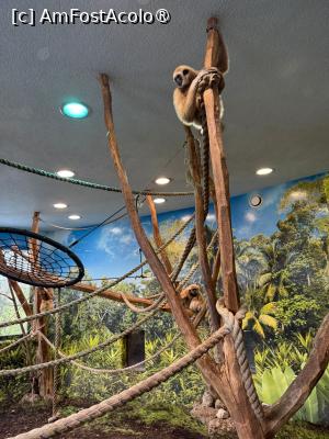[P36] Grădina Zoologică din Salzburg » foto by adso
 - 
<span class="allrVoted glyphicon glyphicon-heart hidden" id="av1518937"></span>
<a class="m-l-10 hidden" id="sv1518937" onclick="voting_Foto_DelVot(,1518937,26283)" role="button">șterge vot <span class="glyphicon glyphicon-remove"></span></a>
<a id="v91518937" class=" c-red"  onclick="voting_Foto_SetVot(1518937)" role="button"><span class="glyphicon glyphicon-heart-empty"></span> <b>LIKE</b> = Votează poza</a> <img class="hidden"  id="f1518937W9" src="/imagini/loader.gif" border="0" /><span class="AjErrMes hidden" id="e1518937ErM"></span>
