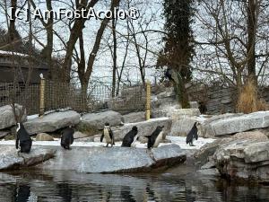 [P44] Grădina Zoologică din Salzburg » foto by adso
 - 
<span class="allrVoted glyphicon glyphicon-heart hidden" id="av1518945"></span>
<a class="m-l-10 hidden" id="sv1518945" onclick="voting_Foto_DelVot(,1518945,26283)" role="button">șterge vot <span class="glyphicon glyphicon-remove"></span></a>
<a id="v91518945" class=" c-red"  onclick="voting_Foto_SetVot(1518945)" role="button"><span class="glyphicon glyphicon-heart-empty"></span> <b>LIKE</b> = Votează poza</a> <img class="hidden"  id="f1518945W9" src="/imagini/loader.gif" border="0" /><span class="AjErrMes hidden" id="e1518945ErM"></span>