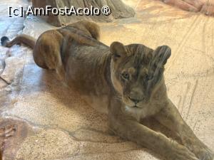 [P49] Grădina Zoologică din Salzburg » foto by adso
 - 
<span class="allrVoted glyphicon glyphicon-heart hidden" id="av1518950"></span>
<a class="m-l-10 hidden" id="sv1518950" onclick="voting_Foto_DelVot(,1518950,26283)" role="button">șterge vot <span class="glyphicon glyphicon-remove"></span></a>
<a id="v91518950" class=" c-red"  onclick="voting_Foto_SetVot(1518950)" role="button"><span class="glyphicon glyphicon-heart-empty"></span> <b>LIKE</b> = Votează poza</a> <img class="hidden"  id="f1518950W9" src="/imagini/loader.gif" border="0" /><span class="AjErrMes hidden" id="e1518950ErM"></span>