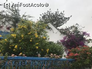 P03 [JUN-2019] Sidi Bou Saïd – frumosul orăşel alb – albastru din Tunisia - casă inundată de flori