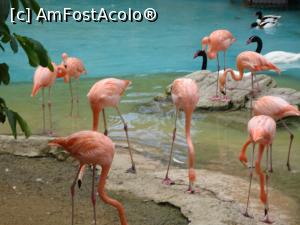 P12 [SEP-2019] Parcul tematic MundoMar din Benidorm - flamingo