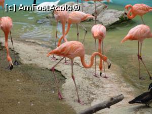 [P13] Parcul tematic MundoMar din Benidorm - flamingo » foto by nicole33
 - 
<span class="allrVoted glyphicon glyphicon-heart hidden" id="av1185961"></span>
<a class="m-l-10 hidden" id="sv1185961" onclick="voting_Foto_DelVot(,1185961,26540)" role="button">șterge vot <span class="glyphicon glyphicon-remove"></span></a>
<a id="v91185961" class=" c-red"  onclick="voting_Foto_SetVot(1185961)" role="button"><span class="glyphicon glyphicon-heart-empty"></span> <b>LIKE</b> = Votează poza</a> <img class="hidden"  id="f1185961W9" src="/imagini/loader.gif" border="0" /><span class="AjErrMes hidden" id="e1185961ErM"></span>