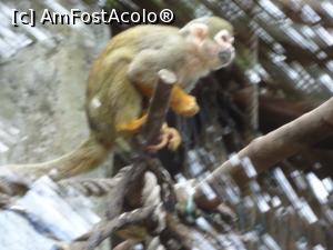 P19 [SEP-2019] Parcul tematic MundoMar din Benidorm - maimuţică