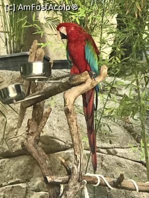 P23 [SEP-2019] Parcul tematic MundoMar din Benidorm - papagal