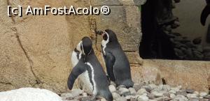 P03 [SEP-2019] Parcul tematic MundoMar din Benidorm - pinguini