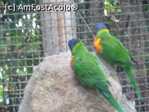 P45 [SEP-2019] Parcul tematic MundoMar din Benidorm - papagali