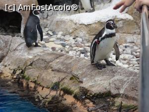 P49 [SEP-2019] Parcul tematic MundoMar din Benidorm - pinguini