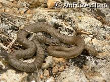 P04 [AUG-2006] (c) Şarpele rău - face parte din speciile veninoase.