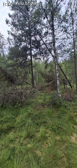 [P09] Tinovul Mare - Poiana Stampei. Arbori doborati de vant. » foto by iulianic
 - 
<span class="allrVoted glyphicon glyphicon-heart hidden" id="av1544925"></span>
<a class="m-l-10 hidden" id="sv1544925" onclick="voting_Foto_DelVot(,1544925,26942)" role="button">șterge vot <span class="glyphicon glyphicon-remove"></span></a>
<a id="v91544925" class=" c-red"  onclick="voting_Foto_SetVot(1544925)" role="button"><span class="glyphicon glyphicon-heart-empty"></span> <b>LIKE</b> = Votează poza</a> <img class="hidden"  id="f1544925W9" src="/imagini/loader.gif" border="0" /><span class="AjErrMes hidden" id="e1544925ErM"></span>