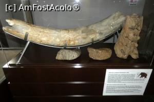[P12] Exponate din Sectorul paleontologic (de mamut) » foto by Claudiu U.
 - 
<span class="allrVoted glyphicon glyphicon-heart hidden" id="av1548648"></span>
<a class="m-l-10 hidden" id="sv1548648" onclick="voting_Foto_DelVot(,1548648,27913)" role="button">șterge vot <span class="glyphicon glyphicon-remove"></span></a>
<a id="v91548648" class=" c-red"  onclick="voting_Foto_SetVot(1548648)" role="button"><span class="glyphicon glyphicon-heart-empty"></span> <b>LIKE</b> = Votează poza</a> <img class="hidden"  id="f1548648W9" src="/imagini/loader.gif" border="0" /><span class="AjErrMes hidden" id="e1548648ErM"></span>