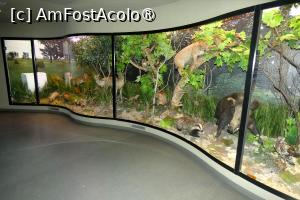 [P27] Diorama dedicată ”Zonei temperate” » foto by Claudiu U.
 - 
<span class="allrVoted glyphicon glyphicon-heart hidden" id="av1548663"></span>
<a class="m-l-10 hidden" id="sv1548663" onclick="voting_Foto_DelVot(,1548663,27913)" role="button">șterge vot <span class="glyphicon glyphicon-remove"></span></a>
<a id="v91548663" class=" c-red"  onclick="voting_Foto_SetVot(1548663)" role="button"><span class="glyphicon glyphicon-heart-empty"></span> <b>LIKE</b> = Votează poza</a> <img class="hidden"  id="f1548663W9" src="/imagini/loader.gif" border="0" /><span class="AjErrMes hidden" id="e1548663ErM"></span>