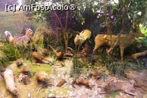 [P28] Diorama dedicată ”Zonei temperate” » foto by Claudiu U.
 - 
<span class="allrVoted glyphicon glyphicon-heart hidden" id="av1548664"></span>
<a class="m-l-10 hidden" id="sv1548664" onclick="voting_Foto_DelVot(,1548664,27913)" role="button">șterge vot <span class="glyphicon glyphicon-remove"></span></a>
<a id="v91548664" class=" c-red"  onclick="voting_Foto_SetVot(1548664)" role="button"><span class="glyphicon glyphicon-heart-empty"></span> <b>LIKE</b> = Votează poza</a> <img class="hidden"  id="f1548664W9" src="/imagini/loader.gif" border="0" /><span class="AjErrMes hidden" id="e1548664ErM"></span>