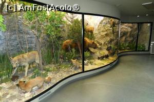 [P29] Diorama dedicată ”Zonei temperate” » foto by Claudiu U.
 - 
<span class="allrVoted glyphicon glyphicon-heart hidden" id="av1548665"></span>
<a class="m-l-10 hidden" id="sv1548665" onclick="voting_Foto_DelVot(,1548665,27913)" role="button">șterge vot <span class="glyphicon glyphicon-remove"></span></a>
<a id="v91548665" class=" c-red"  onclick="voting_Foto_SetVot(1548665)" role="button"><span class="glyphicon glyphicon-heart-empty"></span> <b>LIKE</b> = Votează poza</a> <img class="hidden"  id="f1548665W9" src="/imagini/loader.gif" border="0" /><span class="AjErrMes hidden" id="e1548665ErM"></span>