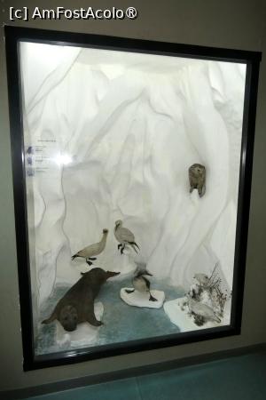 [P33] Diorama dedicată ”Zonei arctice” » foto by Claudiu U.
 - 
<span class="allrVoted glyphicon glyphicon-heart hidden" id="av1548669"></span>
<a class="m-l-10 hidden" id="sv1548669" onclick="voting_Foto_DelVot(,1548669,27913)" role="button">șterge vot <span class="glyphicon glyphicon-remove"></span></a>
<a id="v91548669" class=" c-red"  onclick="voting_Foto_SetVot(1548669)" role="button"><span class="glyphicon glyphicon-heart-empty"></span> <b>LIKE</b> = Votează poza</a> <img class="hidden"  id="f1548669W9" src="/imagini/loader.gif" border="0" /><span class="AjErrMes hidden" id="e1548669ErM"></span>