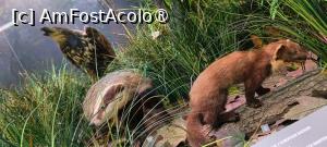 [P11] Dioramă - mamifere. » foto by tata123 🔱
 - 
<span class="allrVoted glyphicon glyphicon-heart hidden" id="av1517804"></span>
<a class="m-l-10 hidden" id="sv1517804" onclick="voting_Foto_DelVot(,1517804,27913)" role="button">șterge vot <span class="glyphicon glyphicon-remove"></span></a>
<a id="v91517804" class=" c-red"  onclick="voting_Foto_SetVot(1517804)" role="button"><span class="glyphicon glyphicon-heart-empty"></span> <b>LIKE</b> = Votează poza</a> <img class="hidden"  id="f1517804W9" src="/imagini/loader.gif" border="0" /><span class="AjErrMes hidden" id="e1517804ErM"></span>