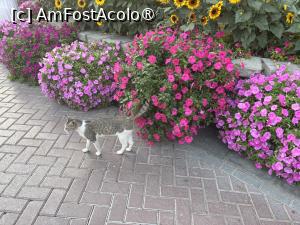 [P57] Miracle Garden Dubai » foto by AZE
 - 
<span class="allrVoted glyphicon glyphicon-heart hidden" id="av1484572"></span>
<a class="m-l-10 hidden" id="sv1484572" onclick="voting_Foto_DelVot(,1484572,28974)" role="button">șterge vot <span class="glyphicon glyphicon-remove"></span></a>
<a id="v91484572" class=" c-red"  onclick="voting_Foto_SetVot(1484572)" role="button"><span class="glyphicon glyphicon-heart-empty"></span> <b>LIKE</b> = Votează poza</a> <img class="hidden"  id="f1484572W9" src="/imagini/loader.gif" border="0" /><span class="AjErrMes hidden" id="e1484572ErM"></span>