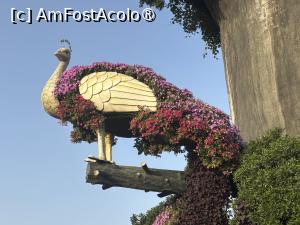 [P73] Miracle Garden Dubai » foto by AZE
 - 
<span class="allrVoted glyphicon glyphicon-heart hidden" id="av1484588"></span>
<a class="m-l-10 hidden" id="sv1484588" onclick="voting_Foto_DelVot(,1484588,28974)" role="button">șterge vot <span class="glyphicon glyphicon-remove"></span></a>
<a id="v91484588" class=" c-red"  onclick="voting_Foto_SetVot(1484588)" role="button"><span class="glyphicon glyphicon-heart-empty"></span> <b>LIKE</b> = Votează poza</a> <img class="hidden"  id="f1484588W9" src="/imagini/loader.gif" border="0" /><span class="AjErrMes hidden" id="e1484588ErM"></span>