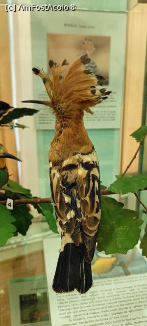 [P14] Pupăza - Expoziția de științe naturale. » foto by tata123 🔱
 - 
<span class="allrVoted glyphicon glyphicon-heart hidden" id="av1483952"></span>
<a class="m-l-10 hidden" id="sv1483952" onclick="voting_Foto_DelVot(,1483952,28997)" role="button">șterge vot <span class="glyphicon glyphicon-remove"></span></a>
<a id="v91483952" class=" c-red"  onclick="voting_Foto_SetVot(1483952)" role="button"><span class="glyphicon glyphicon-heart-empty"></span> <b>LIKE</b> = Votează poza</a> <img class="hidden"  id="f1483952W9" src="/imagini/loader.gif" border="0" /><span class="AjErrMes hidden" id="e1483952ErM"></span>