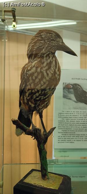 [P15] Alunarul - Expoziția de științe naturale. » foto by tata123 🔱
 - 
<span class="allrVoted glyphicon glyphicon-heart hidden" id="av1483953"></span>
<a class="m-l-10 hidden" id="sv1483953" onclick="voting_Foto_DelVot(,1483953,28997)" role="button">șterge vot <span class="glyphicon glyphicon-remove"></span></a>
<a id="v91483953" class=" c-red"  onclick="voting_Foto_SetVot(1483953)" role="button"><span class="glyphicon glyphicon-heart-empty"></span> <b>LIKE</b> = Votează poza</a> <img class="hidden"  id="f1483953W9" src="/imagini/loader.gif" border="0" /><span class="AjErrMes hidden" id="e1483953ErM"></span>