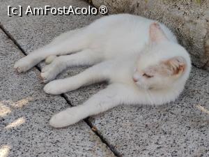 [P73] Motanul Matisse, mascota complexului » foto by crismis
 - 
<span class="allrVoted glyphicon glyphicon-heart hidden" id="av1493707"></span>
<a class="m-l-10 hidden" id="sv1493707" onclick="voting_Foto_DelVot(,1493707,29078)" role="button">șterge vot <span class="glyphicon glyphicon-remove"></span></a>
<a id="v91493707" class=" c-red"  onclick="voting_Foto_SetVot(1493707)" role="button"><span class="glyphicon glyphicon-heart-empty"></span> <b>LIKE</b> = Votează poza</a> <img class="hidden"  id="f1493707W9" src="/imagini/loader.gif" border="0" /><span class="AjErrMes hidden" id="e1493707ErM"></span>
