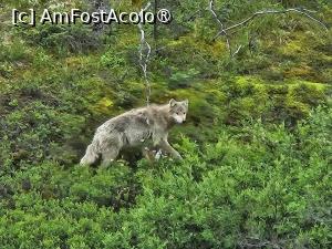 [P53] un lup siguratic » foto by robert
 - 
<span class="allrVoted glyphicon glyphicon-heart hidden" id="av1508710"></span>
<a class="m-l-10 hidden" id="sv1508710" onclick="voting_Foto_DelVot(,1508710,29187)" role="button">șterge vot <span class="glyphicon glyphicon-remove"></span></a>
<a id="v91508710" class=" c-red"  onclick="voting_Foto_SetVot(1508710)" role="button"><span class="glyphicon glyphicon-heart-empty"></span> <b>LIKE</b> = Votează poza</a> <img class="hidden"  id="f1508710W9" src="/imagini/loader.gif" border="0" /><span class="AjErrMes hidden" id="e1508710ErM"></span>