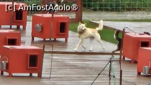 [P22] canisa de husky » foto by robert
 - 
<span class="allrVoted glyphicon glyphicon-heart hidden" id="av1510083"></span>
<a class="m-l-10 hidden" id="sv1510083" onclick="voting_Foto_DelVot(,1510083,29187)" role="button">șterge vot <span class="glyphicon glyphicon-remove"></span></a>
<a id="v91510083" class=" c-red"  onclick="voting_Foto_SetVot(1510083)" role="button"><span class="glyphicon glyphicon-heart-empty"></span> <b>LIKE</b> = Votează poza</a> <img class="hidden"  id="f1510083W9" src="/imagini/loader.gif" border="0" /><span class="AjErrMes hidden" id="e1510083ErM"></span>