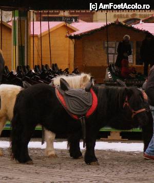 [P02] poneii, aşteptând călăreţi » foto by vasilica
 - 
&lt;span class=&quot;allrVoted glyphicon glyphicon-heart hidden&quot; id=&quot;av388846&quot;&gt;&lt;/span&gt;
&lt;a class=&quot;m-l-10 hidden&quot; id=&quot;sv388846&quot; onclick=&quot;voting_Foto_DelVot(,388846,29199)&quot; role=&quot;button&quot;&gt;șterge vot &lt;span class=&quot;glyphicon glyphicon-remove&quot;&gt;&lt;/span&gt;&lt;/a&gt;
&lt;a id=&quot;v9388846&quot; class=&quot; c-red&quot;  onclick=&quot;voting_Foto_SetVot(388846)&quot; role=&quot;button&quot;&gt;&lt;span class=&quot;glyphicon glyphicon-heart-empty&quot;&gt;&lt;/span&gt; &lt;b&gt;LIKE&lt;/b&gt; = Votează poza&lt;/a&gt; &lt;img class=&quot;hidden&quot;  id=&quot;f388846W9&quot; src=&quot;/imagini/loader.gif&quot; border=&quot;0&quot; /&gt;&lt;span class=&quot;AjErrMes hidden&quot; id=&quot;e388846ErM&quot;&gt;&lt;/span&gt;