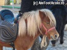 [P12] Sibiu -Piata Mare - Targul de Craciun, poneiul se plimba trist  fara copii » foto by Diaura*
 - 
&lt;span class=&quot;allrVoted glyphicon glyphicon-heart hidden&quot; id=&quot;av284236&quot;&gt;&lt;/span&gt;
&lt;a class=&quot;m-l-10 hidden&quot; id=&quot;sv284236&quot; onclick=&quot;voting_Foto_DelVot(,284236,29199)&quot; role=&quot;button&quot;&gt;șterge vot &lt;span class=&quot;glyphicon glyphicon-remove&quot;&gt;&lt;/span&gt;&lt;/a&gt;
&lt;a id=&quot;v9284236&quot; class=&quot; c-red&quot;  onclick=&quot;voting_Foto_SetVot(284236)&quot; role=&quot;button&quot;&gt;&lt;span class=&quot;glyphicon glyphicon-heart-empty&quot;&gt;&lt;/span&gt; &lt;b&gt;LIKE&lt;/b&gt; = Votează poza&lt;/a&gt; &lt;img class=&quot;hidden&quot;  id=&quot;f284236W9&quot; src=&quot;/imagini/loader.gif&quot; border=&quot;0&quot; /&gt;&lt;span class=&quot;AjErrMes hidden&quot; id=&quot;e284236ErM&quot;&gt;&lt;/span&gt;