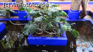 [P17] Bazinul cu plante si pesti, detaliu, Gradina Majorelle » foto by mecut
 - 
<span class="allrVoted glyphicon glyphicon-heart hidden" id="av1014837"></span>
<a class="m-l-10 hidden" id="sv1014837" onclick="voting_Foto_DelVot(,1014837,29203)" role="button">șterge vot <span class="glyphicon glyphicon-remove"></span></a>
<a id="v91014837" class=" c-red"  onclick="voting_Foto_SetVot(1014837)" role="button"><span class="glyphicon glyphicon-heart-empty"></span> <b>LIKE</b> = Votează poza</a> <img class="hidden"  id="f1014837W9" src="/imagini/loader.gif" border="0" /><span class="AjErrMes hidden" id="e1014837ErM"></span>