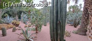 [P35] Marea de cactuși » foto by irinad
 - 
<span class="allrVoted glyphicon glyphicon-heart hidden" id="av1510639"></span>
<a class="m-l-10 hidden" id="sv1510639" onclick="voting_Foto_DelVot(,1510639,29203)" role="button">șterge vot <span class="glyphicon glyphicon-remove"></span></a>
<a id="v91510639" class=" c-red"  onclick="voting_Foto_SetVot(1510639)" role="button"><span class="glyphicon glyphicon-heart-empty"></span> <b>LIKE</b> = Votează poza</a> <img class="hidden"  id="f1510639W9" src="/imagini/loader.gif" border="0" /><span class="AjErrMes hidden" id="e1510639ErM"></span>