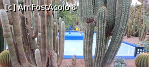 [P09] Fântâna mare din fața muzeului printre mulți cactuși » foto by irinad
 - 
<span class="allrVoted glyphicon glyphicon-heart hidden" id="av1510613"></span>
<a class="m-l-10 hidden" id="sv1510613" onclick="voting_Foto_DelVot(,1510613,29203)" role="button">șterge vot <span class="glyphicon glyphicon-remove"></span></a>
<a id="v91510613" class=" c-red"  onclick="voting_Foto_SetVot(1510613)" role="button"><span class="glyphicon glyphicon-heart-empty"></span> <b>LIKE</b> = Votează poza</a> <img class="hidden"  id="f1510613W9" src="/imagini/loader.gif" border="0" /><span class="AjErrMes hidden" id="e1510613ErM"></span>