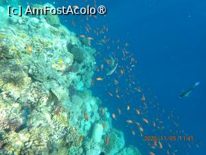 [P19] Rixos Radamis Tirana - la snorkeling » foto by nicole33
 - 
<span class="allrVoted glyphicon glyphicon-heart hidden" id="av1510879"></span>
<a class="m-l-10 hidden" id="sv1510879" onclick="voting_Foto_DelVot(,1510879,29204)" role="button">șterge vot <span class="glyphicon glyphicon-remove"></span></a>
<a id="v91510879" class=" c-red"  onclick="voting_Foto_SetVot(1510879)" role="button"><span class="glyphicon glyphicon-heart-empty"></span> <b>LIKE</b> = Votează poza</a> <img class="hidden"  id="f1510879W9" src="/imagini/loader.gif" border="0" /><span class="AjErrMes hidden" id="e1510879ErM"></span>